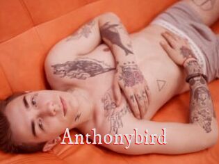 Anthonybird