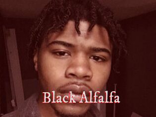 Black_Alfalfa