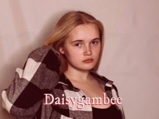 Daisygambee