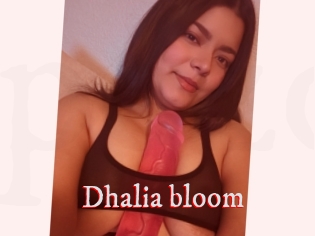 Dhalia_bloom