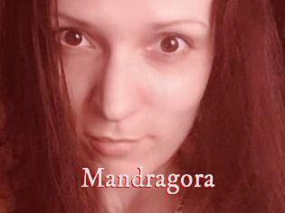 Mandragora