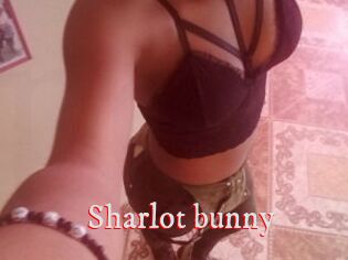 Sharlot_bunny
