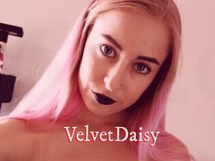 VelvetDaisy